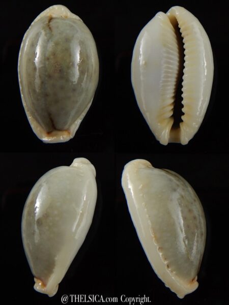 Naria boivinii boivinii 30,92 mm Gem -0