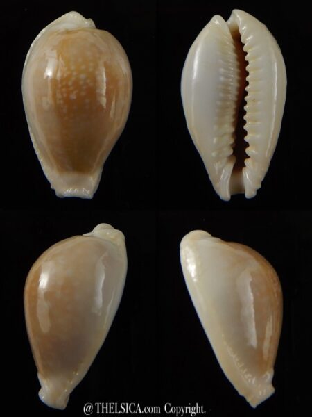 Naria miliaris " Dwarf overglazed " 29,95 mm Gem-0