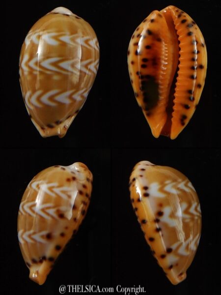 Palmadusta ziczac 19,55 mm Gem-0
