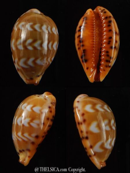 Palmadusta ziczac 19,59 mm Gem-0