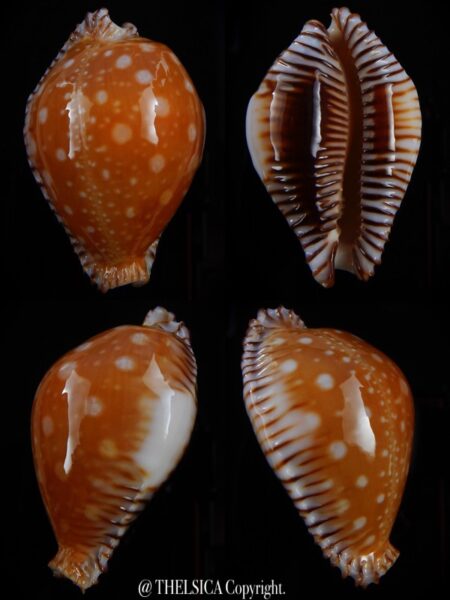 Perisserosa guttata guttata bicallosa 55,2 mm Gem+++-0