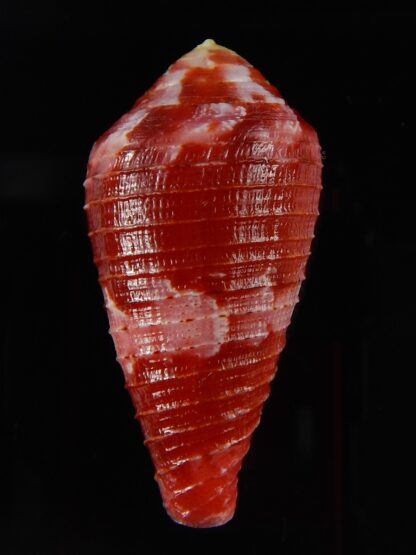 Rhizoconus pertusus ,,,, GIANT,,, 50,14 mm Gem -43873