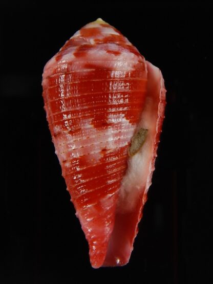 Rhizoconus pertusus ,,,, GIANT,,, 50,14 mm Gem -43874