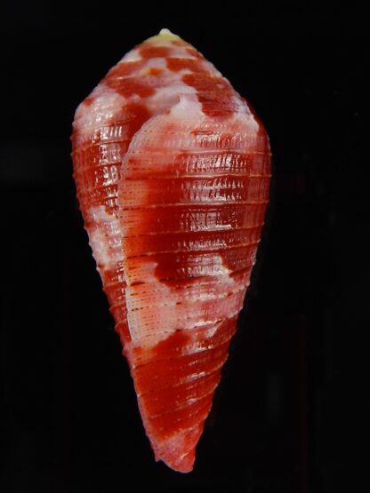 Rhizoconus pertusus ,,,, GIANT,,, 50,14 mm Gem -43876