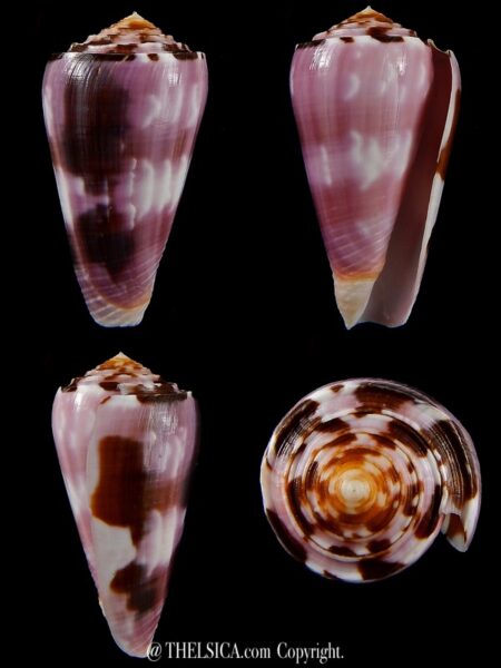 Pionnoconus gauguini 53,51 mm F+++ / Gem-0