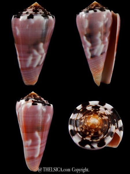 Pionnoconus gauguini 62,60 mm Gem-0
