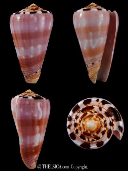 Pionnoconus gauguini 63,10 mm F+++/Gem-0