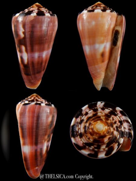 Pionnoconus gauguini >>> Big size ... 76,20 mm Gem (-)-0