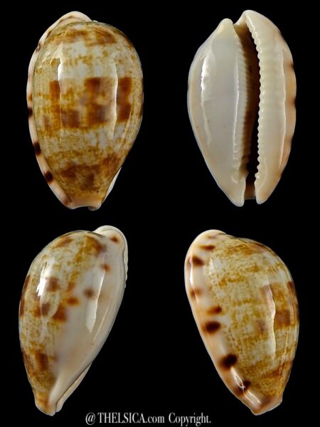 Talostolida pellucens polynesiana 30,61 mm Gem-0