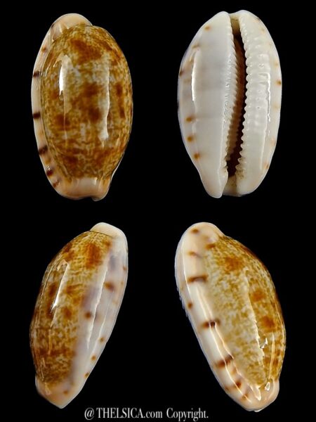 Talostolida teres janae 25,5 mm Gem-0