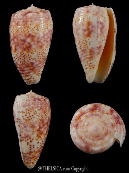 Textilia adamsonii 39,48 mm Gem-0