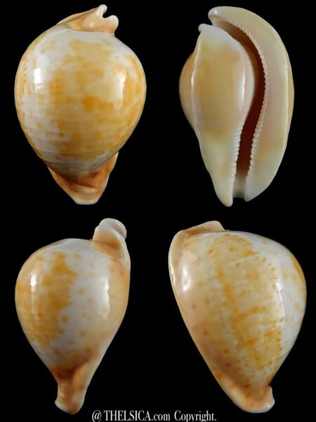 Umbilia armeniaca armeniaca > 106,60 mm Gem-0