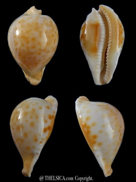 Umbilia capricornica " SUPER DWARF " 51,6 mm Gem -0