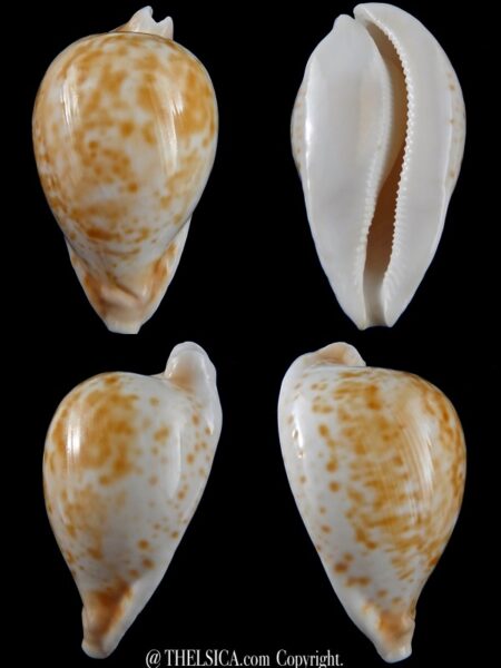 Umbilia hesitata hesitata ... Big size ... 105,21 mm Gem-0