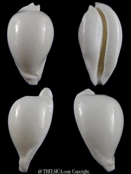 Umbilia hesitata howelli .. Big SIZE ... 96,64 mm Gem -0