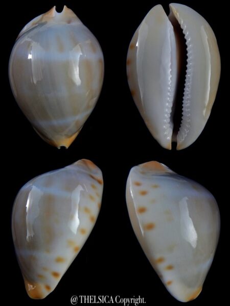 Zoila friendii kostini .. SP COLOUR ...66 mm Gem (-)-0