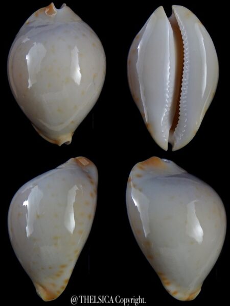 Zoila friendii kostini .. DWARF Unblotch ...59,8 mm Gem-0