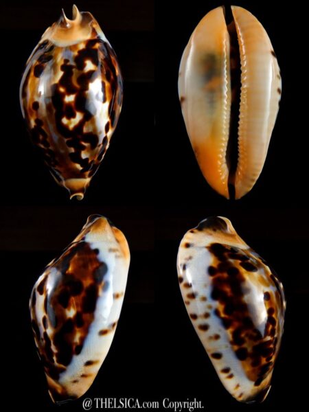 Zoila jeaniana thalamega...White base .. 77,86 mm Gem-0