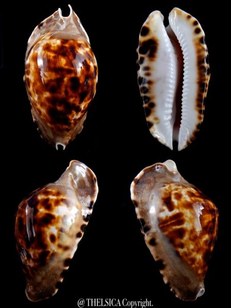 Zoila marginata consueta ...Dark.. 61,2 mm Gem-0