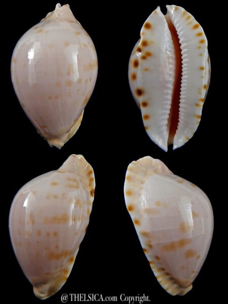 Zoila marginata marginata...deep water form ... 49,36 mm Gem-0