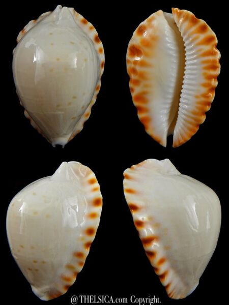 Zoila marginata ketyana mitralba 43,72 mm F+++/Gem-0