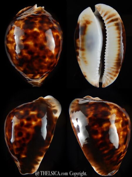 Zoila thersites thersites ...White base ...67,30 mm Gem-0