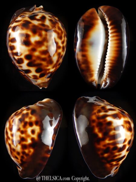 Zoila thersites thersites 67,94 mm F+++/Gem-0