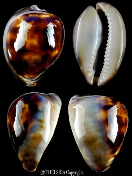 Zoila venusta venusta 68,5 mm Gem-0