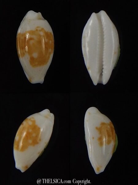 Bistolida goodallii goodallii 9,07 mm Gem-0