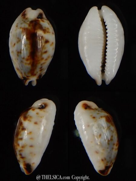 Bistolida hirundo rouxi N&R 15,86 mm Gem-0