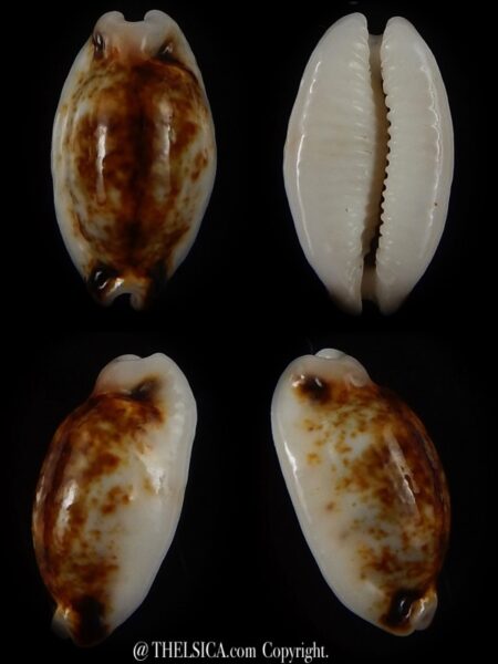 Bistolida hirundo rouxi N&R 16,03 mm Gem-0