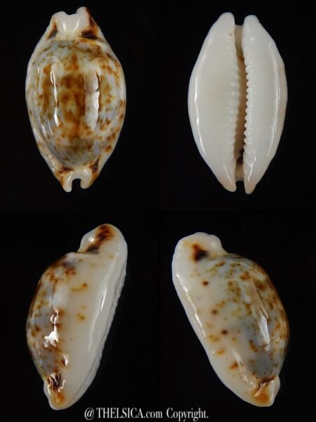 Bistolida hirundo rouxi N&R 18,75 mm Gem-0