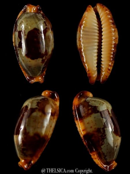 Bistolida stolida " Olango " 31,06 mm Gem-0