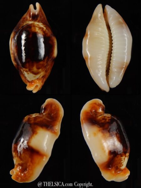 Bistolida stolida crossei N&R 35,53 mm Gem -0