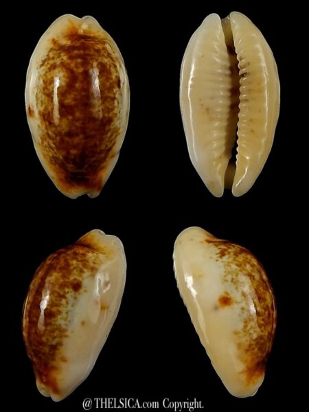 Blasicrura pallidula rhinoceros N&R 16,78 mm Gem -0