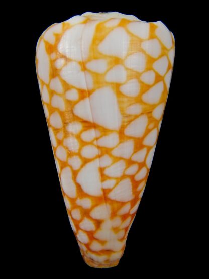 Conus marmoreus ..Orange ... 57,45 mm F+++:Gem -44733