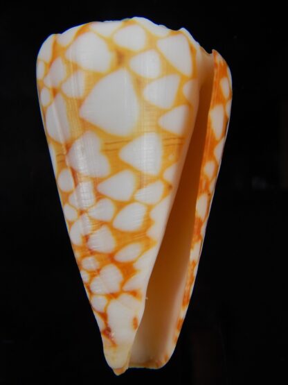 Conus marmoreus ..Orange ... 57,45 mm F+++:Gem -44736