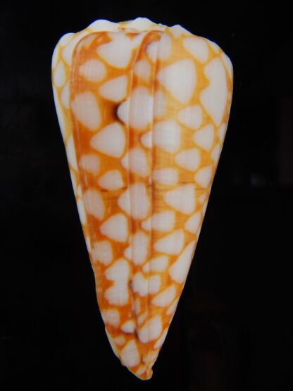 Conus marmoreus ..Orange ... 57,45 mm F+++:Gem -44734