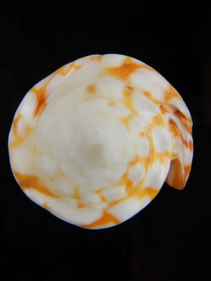 Conus marmoreus ..Orange ... 57,45 mm F+++:Gem -44735