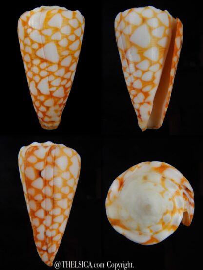 Conus marmoreus ..Orange ... 57,45 mm F+++:Gem -0