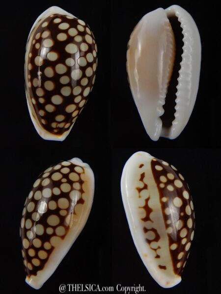 Cribrarula comma setepausensis 26,13 mm Gem-0