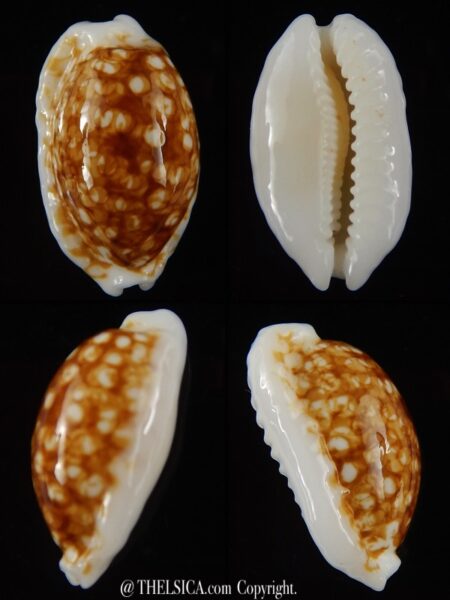 Cribrarula cribraria zadela N&R 21,75 mm gem-0