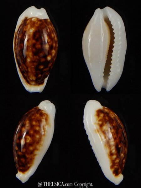 Cribrarula cribraria zadela N&R 26,36 mm Gem-0
