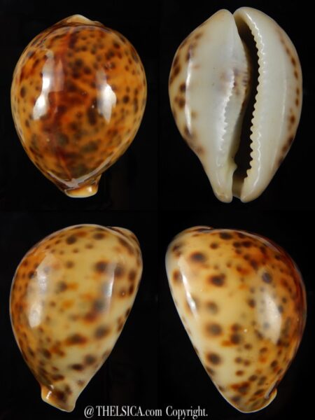 Cypraea tigris tigris " RUSTY" 61,3 mm Gem-0