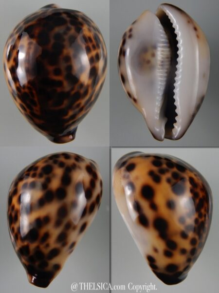 Cypraea tigris tigris...TOP COLOUR ... 61,96 mm Gem-0