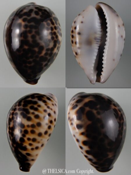 Cypraea tigris tigris...TOP COLOUR ... 64,76 mm Gem-0