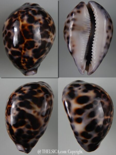 Cypraea tigris tigris...TOP COLOUR ... 67,50 mm Gem-0