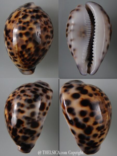 Cypraea tigris tigris...TOP COLOUR ... 71,98 mm Gem-0