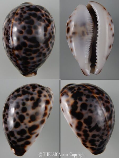 Cypraea tigris tigris...TOP COLOUR ... 72,52 mm Gem-0