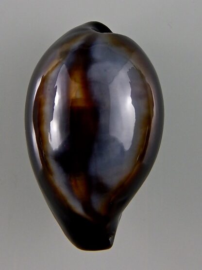 Erronea onyx onyx 46,93 mm Gem-44059